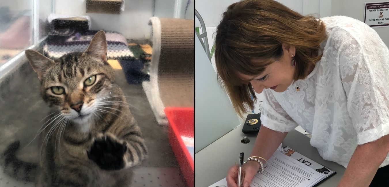 Adopting Jetson from SPCA